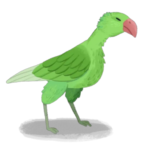 异鸟宝宝